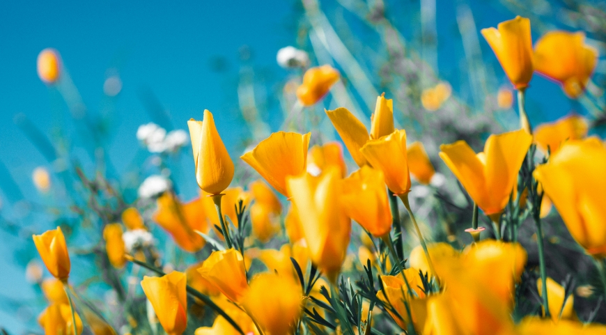 field of wild orange flowers